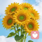 🌻🌻🌻🌻🌻🌻的头像
