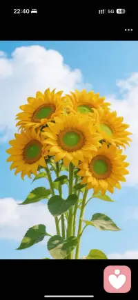 入目无他人，四下皆是你，有你时你是太阳，我目不转睛，无你时我低头谁也不见配图