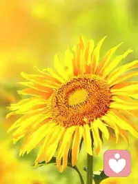 所以固定型心態(tài)的人這一輩子所做的最重要的一件事，就是“我要證明我自己”“我要面子”。面子是很重要的，所以無論他做什么事，首先想的就是這事丟不丟臉，這事我能排第幾，跟別人比起來我怎么樣，他總在和別人的對比中度過自己的一生。所以這種人容易傲慢、耍大牌、不講究誠信、輕易放棄、回避挑戰(zhàn)，因為這是固定型心態(tài)。配圖