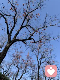 柿子熟了。配圖