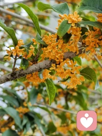 如果愛沒有增加，
事情不會有任何改變！配圖