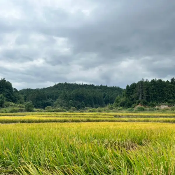 悠悠心理