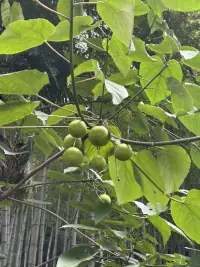 活著，是一件很美好的事情。
既然來到人間，便去愛，去經歷，去感受，去欣賞一切微小的歡喜。配圖