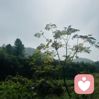 真正的治愈不是没有伤口,
而是伤囗里长出了翅膀。