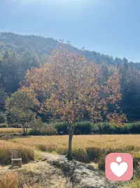 在正念练习中，
关注当下的目的：
不是为了感觉更好，
而是为了更好地去感觉。配图