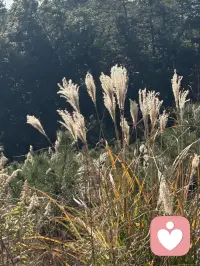 觉察不是逃避问题，
而是直面它的根源；
接纳不是沉溺过去，
而是为未来腾出空间。

                   一 萨提亚