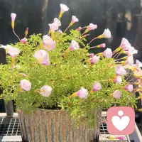 🌞
不定时在线，可提前预约。
不定期加价，老来电不变。配图