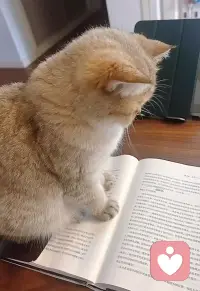 😻我家喵也爱看心理学书