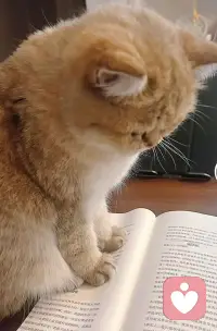 😻我家喵也爱看心理学书