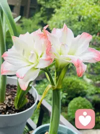 阳台一隅，已第五年复花的朱顶红又悄然开放，瓣尖晕着几抹胭粉，如一位白衣仙女，带着经年沉淀的温柔，静静绽放在时光的窗台。
它从不多语，却用年年如约的盛放告诉我们：真正的美好，从不是昙花一现的惊艳，而是在漫长时光里，始终忠于自己，安静生长，反复绽放。
