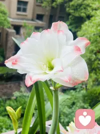 阳台一隅，已第五年复花的朱顶红又悄然开放，瓣尖晕着几抹胭粉，如一位白衣仙女，带着经年沉淀的温柔，静静绽放在时光的窗台。
它从不多语，却用年年如约的盛放告诉我们：真正的美好，从不是昙花一现的惊艳，而是在漫长时光里，始终忠于自己，安静生长，反复绽放。