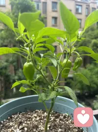 周末的一天从视察阳台开启…