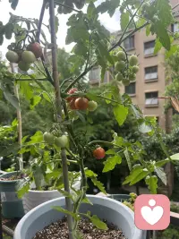 周末的一天从视察阳台开启…