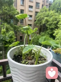 周末的一天从视察阳台开启…
