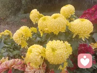 來一波菊花，美好自在人間。配圖