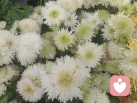 來一波菊花，美好自在人間。配圖