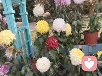 來一波菊花，美好自在人間。配圖