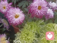 來一波菊花，美好自在人間。配圖