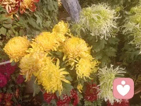 來一波菊花，美好自在人間。配圖