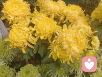 來一波菊花，美好自在人間。配圖