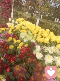 來一波菊花，美好自在人間。配圖