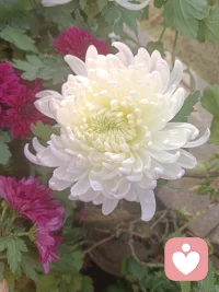 每天默念幾遍或寫寫，遠離內耗[愛心]

1、自己的感受是最重要的 。重視并表達自己的感受，不要犧牲自己的需求去迎合他人。忍無可忍，無須再忍。

2、別人對我的評價不重要 。不要過分在意他人的看法，相信自己的價值，做真實的自己。你要看清，每個人都在追求個人利益的最大化，別人的評價往往是帶有自己的利益色彩的，并不一定客觀。

3、不能控制的事情，就順其自然 。接受那些無法控制的事情，專注于自己能夠改變的事物。順其自然，為所當為。因上努力，果上隨緣。

4、過去的錯誤，我不后悔 。從過去的錯誤中學習，但不要沉湎于后悔，向前看。一定的試誤是非常必要的，可以讓我們后面進步的更快，前期的失誤其實是避免了后面更大的損失。

5、沒有發生的事情，我不擔心 。不要過度擔憂未來，專注于當下，積極面對生活的挑戰。擔憂的事情也可以寫一寫，逐漸的你就會發現很多根本不會發生，所以沒必要想那么多，具體問題具體分析，想要實現的事準備三條方案，保障其順利實施即可。

6、我非常相信我自己 。堅定自己的信念，相信自己的能力和決定?？梢栽囋嚸刻煺钰は胍粫?，關注當下，關注自己的呼吸。

7、凡事發生，皆有利于我 。將每個事件視為成長和學習的機會，保持積極的心態。事物都有兩面，不好的事情處理好了，也可以向好的方面轉化。

8、不要害怕把事情搞砸，其實沒什么大不了的，非常想做的事情就試著去做一做或者簡單想象一下自己做成后的情景。

9、每當自我否定時候，立馬提醒自己趕緊打住，沒有人是完美的，想一想自己的十個優點，也可以寫一寫。

10、當一件事情猶豫不決的時候，不知道該不該做的時候，可以分析一下這個事情帶來的三個積極方面和消極方面，然后找到消極方面的對策，給予自己正向的力量。

11、吸引力法則，相信相信的力量。不要總擔憂自己走不出來，總是反復自我否定，其實你一直在變得更好的路上，不要去想結果，往前走就可以。每天做成三件小事，讓自己持續小贏，可以適當的給自己一點獎勵。

12、遠離渣人渣事，遠離情緒污染源，敢于說不。美麗的花兒屬于此刻的你。配圖