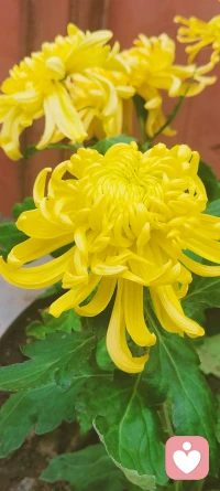 站在自己熱愛的世界里閃閃發光 熱愛不會過期，日子總會溢出歡喜。配圖