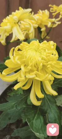 ?心理學小知識
虛假同感偏差，是指人們常常高估或夸大自己的信念、判斷及行為的普遍性。

?? 比如，喜歡搖滾音樂的人，會覺得大多數人都應該熱愛搖滾，難以理解為什么有人不喜歡。喜歡吃辣的人，會認為辣是美食的必備元素，在給別人推薦食物時總是優先推薦辣味食物。

?? 要克服虛假同感偏差，關鍵在于增強換位思考和自我反思能力。
1?增強自我意識，識別自己可能存在的偏見和情緒反應。 
2?在做出判斷前，嘗試從不同的角度理解他人的行為。 
3?學會調節情緒，如通過冥想、運動或與信任的人交流來減輕焦慮和壓力。 
4?在面對模棱兩可的情況時，尋求額外的信息和澄清，而不是急于下結論。 

?? 理解虛假同感偏差有助于我們認識到自身認知的局限性。通過提升相應能力，我們能更好地理解他人，減少不必要的誤解，促進人際關系的和諧發展。配圖