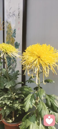 心理學上有一個療法叫：空椅子療法（把壓抑的情緒釋放出來）

在心理治療領域中，空椅子療法（Empty Chair Technique）。這種技術，起源于格式塔治療，由其創始人弗里茨·皮爾斯（Fritz Perls）所發展，旨在幫助個人面對心靈深處無法調和的沖突。它究竟是如何揭示我們內心隱藏的情感，讓壓抑的情緒得以釋放的呢？
1.未知的邀請
想象這樣一個場景：一個人靜靜坐在房間中，對面是一把空椅子。心理治療師輕聲邀請他：“那個讓你感到不安的人，或者是你內心那個一直壓抑的情緒，就坐在那里。”這個看似簡單的設想，充滿了未曾涉足的未知——空椅子似乎在訴說，它期待被填滿，也許是由那些平常被忽視的情緒。
2.對話的序曲
空椅子療法要求個體與椅子上的“人在心中進行對話”。這方法有時被用于幫助個體處理生活中的沖突，比如未解的個人關系或自我內部的矛盾。治療師會鼓勵參與者表達壓抑已久的情緒，與想象的對象交流，嘗試兌現對方的反應，從而對過往的傷痛或未解的疑問進行直面的探討。
3.直面內心
在這個過程中，參與者可能會發現，原本模糊的情感逐漸變得清晰，甚至是不可回避。在直視這把空椅子的同時，他們也在與內心最真實的感受對峙。這一探索可能帶來淚水，也可能伴隨憤怒，但正是這些情感的被發現與接受，使得心理療愈的力量得以顯現。
4.重建和解
經過一番情感的激烈碰撞后，個體往往能獲得一種內心的領悟。空椅子不再是一個具象的存在，而成為了內心世界重新和解的象征。參與者能夠以更寬廣的視角審視自己的情感和生活經驗，從而達到有效的自我整合和心理重建。
5.反思與啟迪
空椅子療法不僅是一個簡單的治療技巧，更是一種引導人們面對自我內心真實的勇氣。通過這樣的療法，我們常常能以全新的視角看待自我，進而領悟到壓抑情緒背后的更多意義。配圖