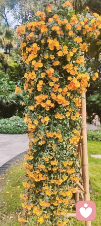 ??再小的光也是光，再平凡的人也有他們?nèi)松?dāng)中的高光時(shí)刻，無人理睬時(shí)，堅(jiān)定執(zhí)著。萬人羨慕時(shí)，心如止水??早安??配圖