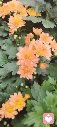 ?? 好書推薦
書名：《烏合之眾：大眾心理研究》
?作者：古斯塔夫·勒龐
?豆瓣評分：8.1
??關鍵詞：大眾心理、群體行為、社會現象、心理分析
??在群體中，人們的行為和思維似乎變得難以捉摸。《烏合之眾》帶我們深入剖析群體的心理特征。它揭示了群體在某些情況下，如何喪失個體的理性思考能力，變得沖動、易變、輕信，展現出一種原始而強大的力量。
?“群體不善推理，卻急于行動。”
??我們生活在一個充滿群體活動的社會，無論是政治運動、社會潮流還是網絡輿論，群體的影響力無處不在。通過對書中內容的研讀，我們能夠更深入地理解社會現象的本質，進而在復雜的群體環境中保持清醒的頭腦，避免盲目跟從，堅守獨立思考的珍貴品質。配圖