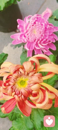 ?2?2?/??.?? ?? ??? ???? ?? ??つ?? ?努力活成自己喜歡的樣子，將所有的一言難盡，一飲而盡，活得有生趣，活得像自己，這樣的人生才值得歡喜??早安??配圖