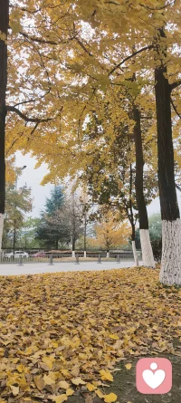 ✨²⁰²⁴/₁₂.₀₅  ❝ᵍᵒᵒᵈᴹᴼᴿᴺᴵᴺᴳꔛꕤ❞🌷 早呀，开心才是生活的主旋律，生活不会辜负每一个努力的人，祝你接下来的每一个24小时都开心快乐。配图