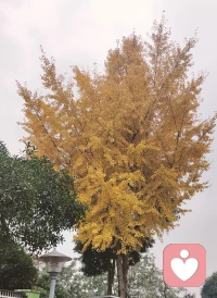 ✨心理学小知识
“认知行为疗法（Cognitive Behavioral Therapy，CBT）：重塑思维，改善情绪”
⁉当我们陷入消极情绪或者不良行为模式难以自拔时，认知行为疗法能发挥很大的作用哦。那具体可以怎么做呢？TIPS 来啦????????
1⃣️觉察自动思维：留意自己在遇到事情时脑海中第一时间出现的想法，比如面对一项任务觉得自己肯定做不好，这就是自动思维啦，要学会识别它们哦。
2⃣️分析思维合理性：对这些自动思维进行理性分析，问问自己这种想法有没有事实依据，是不是过于片面或者夸大了呢。
3⃣️挑战不合理信念：找出那些不合理的信念，像 “我必须事事完美” 这种绝对化的要求，用更合理、更灵活的信念去替代它，比如 “我尽力做好每一件事就可以了”。
4⃣️设定行为改变计划：根据想要改变的目标，制定具体的行为计划，比如想要克服社交恐惧，那就从每周主动和一个陌生人打招呼开始逐步锻炼自己哦。
5⃣️进行情绪记录：把每天的情绪变化、引发情绪的事件以及当时的想法都记录下来，定期回顾分析，看看自己思维和情绪的变化模式，以便更好地调整哦。

????大家还用过哪些基于认知行为疗法的小方法来调节自己的情绪呢？一起来分享吧 [勾引]配图