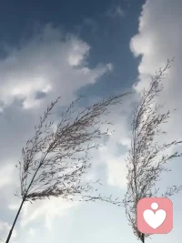 云我的外衣，風我的呼吸配圖