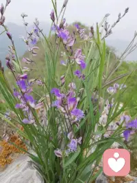 只希望你的心如同我的心，一定不会辜负你的相思意配图