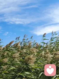 风吹的记忆，飘走的是淡淡的哀愁配图