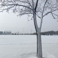 今天早上来踩雪，脚底下咯吱咯吱的声音真的很疗愈哦配图