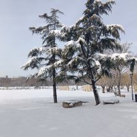 今天早上来踩雪，脚底下咯吱咯吱的声音真的很疗愈哦配图