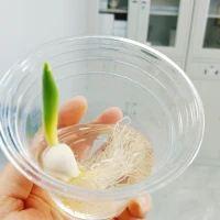 你的孩子，其實不是你的孩子，
他們是生命對于自身渴望而誕生的孩子。
他們通過你來到這世界，
卻非因你而來，
他們在你身邊，卻并不屬于你。
你可以給予他們的是你的愛，
卻不是你的想法，
因為他們自己有自己的思想。
你可以庇護的是他們的身體，
卻不是他們的靈魂，
因為他們的靈魂屬于明天，
屬于你做夢也無法達到的明天。
你可以拼盡全力，變得象他們一樣，
卻不要讓他們變得和你一樣，
因為生命不會后退，也不在過去停留。
你是弓，兒女是從你那里射出的箭。
弓箭手望著未來之路上的箭靶，
他用盡力氣將你拉開，
使他的箭射得又快又遠。
懷著快樂的心情，
在弓箭手的手里彎曲吧，
因為他愛一路飛翔的箭，
也愛無比穩定的弓。配圖