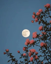 你每天找同一个异性聊天，TA未必对你上瘾；

但你忽然停止找TA聊天，他才会对你上瘾。

明白这中间的区别了吗？配图