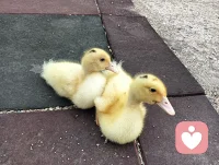 嘎嘎嘎，又是活力滿滿的一天，向前沖鴨配圖