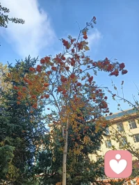 藍天白云與開花的樹，它們相互映襯，相互成就，構成了一幅和諧而美好的畫面。在這幅畫面中，我們看到了大自然的神奇與美妙，也感受到了生命的力量與希望。它們讓我們明白，生活中縱使有風雨陰霾，但只要我們心中有藍天白云，有那盛開的花朵，就一定能找到屬于自己的那片陽光和美好！配圖