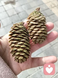 一花一樹一世界，每個人都是獨立的個體，都應該被尊重，孤獨是每個人一生常見的話題，不被理解，不被重視等各種問題，都可以在這個平臺宣泄，愿你下雨有傘，夜里有燈，光明照亮你的一生！配圖