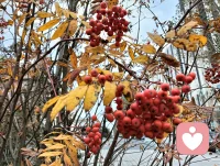 一花一樹一世界，每個人都是獨立的個體，都應該被尊重，孤獨是每個人一生常見的話題，不被理解，不被重視等各種問題，都可以在這個平臺宣泄，愿你下雨有傘，夜里有燈，光明照亮你的一生！配圖