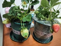 感觉好像中了十个亿，带花带果，还有3个这么大的，静等吃草莓????配图