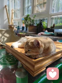 長期的焦慮抑郁會對人體造成傷害嗎？

人長于天地之間，上承天道之氣，下秉坤德之韻，天道無形，地道有質，人體也是遵循這這個規(guī)則形成的，人體分為兩部分，一半是無形無質的精神，一半是有形有質的肉體。

精神依附于肉體，通過肉體實現意志自由，肉體承載著精神，借由精神完成物質的新陳代謝。兩者相輔相成，相互成就。

長期的焦慮抑郁，一定會對人體產生負面影響。當一個人長期處于不良情緒壓制之下的時候，首先出現問題就是腸胃消化不良，憂思傷脾這是中醫(yī)的理論，情志不舒，必定會導致肝郁，肝在五行上屬木，木是克土的，脾胃屬土。下來就會出現睡眠質量低下，久而久之，精力記憶力都會出現下降的狀態(tài)。

如果這樣的狀態(tài)維持久了，達到了量變到質變的條件，你的五臟六腑中最薄弱的那個一定會出問題。會打破原有的那個平衡，平衡一旦打破，系統(tǒng)必定紊亂，接踵而至的就是身體跟精神的不協調，這時候你去西醫(yī)查指標，基本上不是超標就是不達標。

所以我們一定要意識到不良情緒對身體的不利影響，當發(fā)現自己長時間處于不良情緒的時候，想辦法，找渠道去宣泄釋放出來，把壓抑的情緒釋放出來，讓身心通暢，就不會生病。

如果你沒有能力處理自己的情緒，那就找能量高的人多交流，借助他人的能量走出來。希望大家每天都能開心淡然的面對生活中的一切，除了生死，其他都是小事。配圖