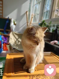 長期的焦慮抑郁會對人體造成傷害嗎？

人長于天地之間，上承天道之氣，下秉坤德之韻，天道無形，地道有質，人體也是遵循這這個規(guī)則形成的，人體分為兩部分，一半是無形無質的精神，一半是有形有質的肉體。

精神依附于肉體，通過肉體實現意志自由，肉體承載著精神，借由精神完成物質的新陳代謝。兩者相輔相成，相互成就。

長期的焦慮抑郁，一定會對人體產生負面影響。當一個人長期處于不良情緒壓制之下的時候，首先出現問題就是腸胃消化不良，憂思傷脾這是中醫(yī)的理論，情志不舒，必定會導致肝郁，肝在五行上屬木，木是克土的，脾胃屬土。下來就會出現睡眠質量低下，久而久之，精力記憶力都會出現下降的狀態(tài)。

如果這樣的狀態(tài)維持久了，達到了量變到質變的條件，你的五臟六腑中最薄弱的那個一定會出問題。會打破原有的那個平衡，平衡一旦打破，系統(tǒng)必定紊亂，接踵而至的就是身體跟精神的不協調，這時候你去西醫(yī)查指標，基本上不是超標就是不達標。

所以我們一定要意識到不良情緒對身體的不利影響，當發(fā)現自己長時間處于不良情緒的時候，想辦法，找渠道去宣泄釋放出來，把壓抑的情緒釋放出來，讓身心通暢，就不會生病。

如果你沒有能力處理自己的情緒，那就找能量高的人多交流，借助他人的能量走出來。希望大家每天都能開心淡然的面對生活中的一切，除了生死，其他都是小事。配圖