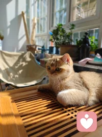 長期的焦慮抑郁會對人體造成傷害嗎？

人長于天地之間，上承天道之氣，下秉坤德之韻，天道無形，地道有質，人體也是遵循這這個規(guī)則形成的，人體分為兩部分，一半是無形無質的精神，一半是有形有質的肉體。

精神依附于肉體，通過肉體實現意志自由，肉體承載著精神，借由精神完成物質的新陳代謝。兩者相輔相成，相互成就。

長期的焦慮抑郁，一定會對人體產生負面影響。當一個人長期處于不良情緒壓制之下的時候，首先出現問題就是腸胃消化不良，憂思傷脾這是中醫(yī)的理論，情志不舒，必定會導致肝郁，肝在五行上屬木，木是克土的，脾胃屬土。下來就會出現睡眠質量低下，久而久之，精力記憶力都會出現下降的狀態(tài)。

如果這樣的狀態(tài)維持久了，達到了量變到質變的條件，你的五臟六腑中最薄弱的那個一定會出問題。會打破原有的那個平衡，平衡一旦打破，系統(tǒng)必定紊亂，接踵而至的就是身體跟精神的不協調，這時候你去西醫(yī)查指標，基本上不是超標就是不達標。

所以我們一定要意識到不良情緒對身體的不利影響，當發(fā)現自己長時間處于不良情緒的時候，想辦法，找渠道去宣泄釋放出來，把壓抑的情緒釋放出來，讓身心通暢，就不會生病。

如果你沒有能力處理自己的情緒，那就找能量高的人多交流，借助他人的能量走出來。希望大家每天都能開心淡然的面對生活中的一切，除了生死，其他都是小事。配圖