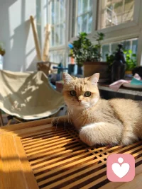 長期的焦慮抑郁會對人體造成傷害嗎？

人長于天地之間，上承天道之氣，下秉坤德之韻，天道無形，地道有質，人體也是遵循這這個規(guī)則形成的，人體分為兩部分，一半是無形無質的精神，一半是有形有質的肉體。

精神依附于肉體，通過肉體實現意志自由，肉體承載著精神，借由精神完成物質的新陳代謝。兩者相輔相成，相互成就。

長期的焦慮抑郁，一定會對人體產生負面影響。當一個人長期處于不良情緒壓制之下的時候，首先出現問題就是腸胃消化不良，憂思傷脾這是中醫(yī)的理論，情志不舒，必定會導致肝郁，肝在五行上屬木，木是克土的，脾胃屬土。下來就會出現睡眠質量低下，久而久之，精力記憶力都會出現下降的狀態(tài)。

如果這樣的狀態(tài)維持久了，達到了量變到質變的條件，你的五臟六腑中最薄弱的那個一定會出問題。會打破原有的那個平衡，平衡一旦打破，系統(tǒng)必定紊亂，接踵而至的就是身體跟精神的不協調，這時候你去西醫(yī)查指標，基本上不是超標就是不達標。

所以我們一定要意識到不良情緒對身體的不利影響，當發(fā)現自己長時間處于不良情緒的時候，想辦法，找渠道去宣泄釋放出來，把壓抑的情緒釋放出來，讓身心通暢，就不會生病。

如果你沒有能力處理自己的情緒，那就找能量高的人多交流，借助他人的能量走出來。希望大家每天都能開心淡然的面對生活中的一切，除了生死，其他都是小事。配圖